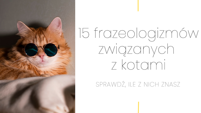 15 frazeologizmów związanych z kotami